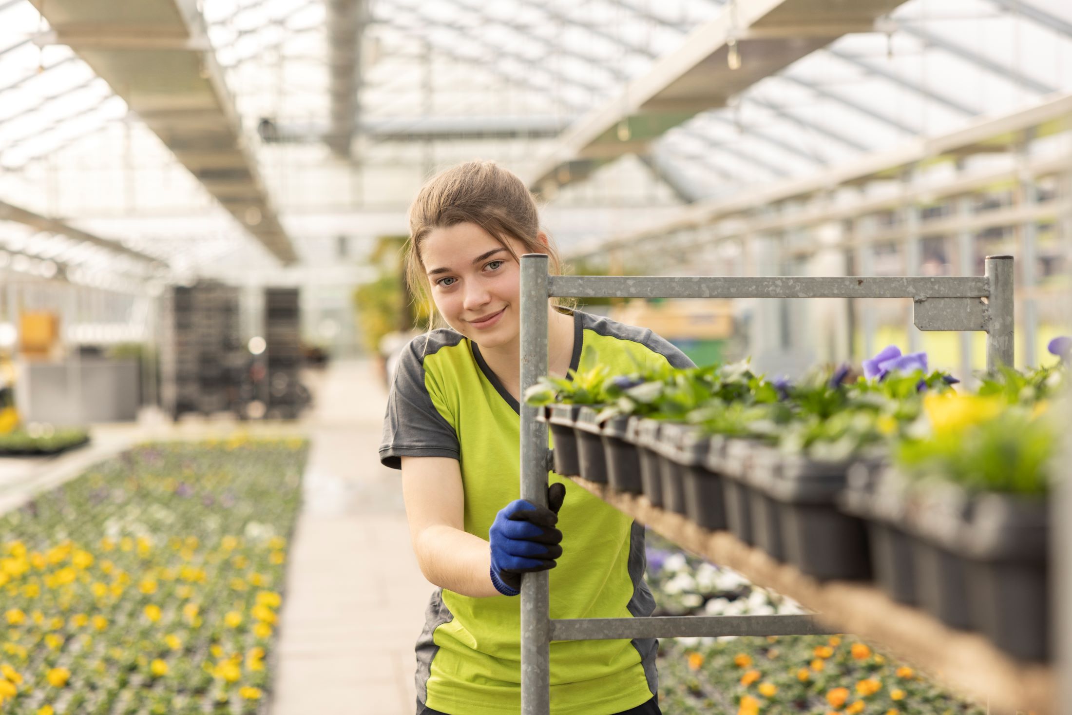 Production de plantes CFC